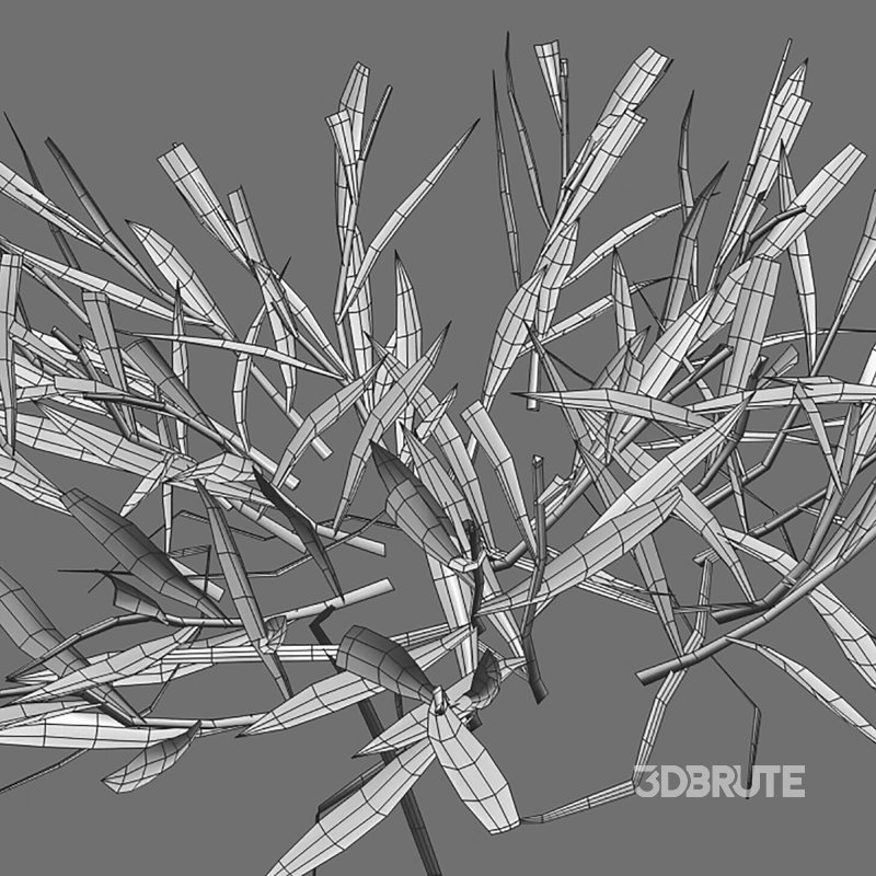 Cynodon dactylon – cut 02 Image 7