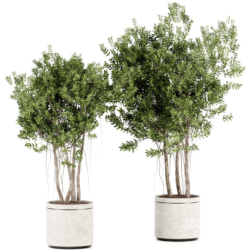 Indoor plants-Pot and tree set167 Image 4