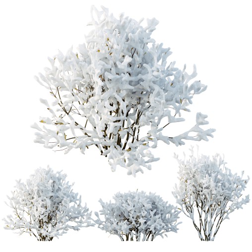 AV Plants Nerium Oleander Laurier Kaner Rose Pink Flower Winter Snow