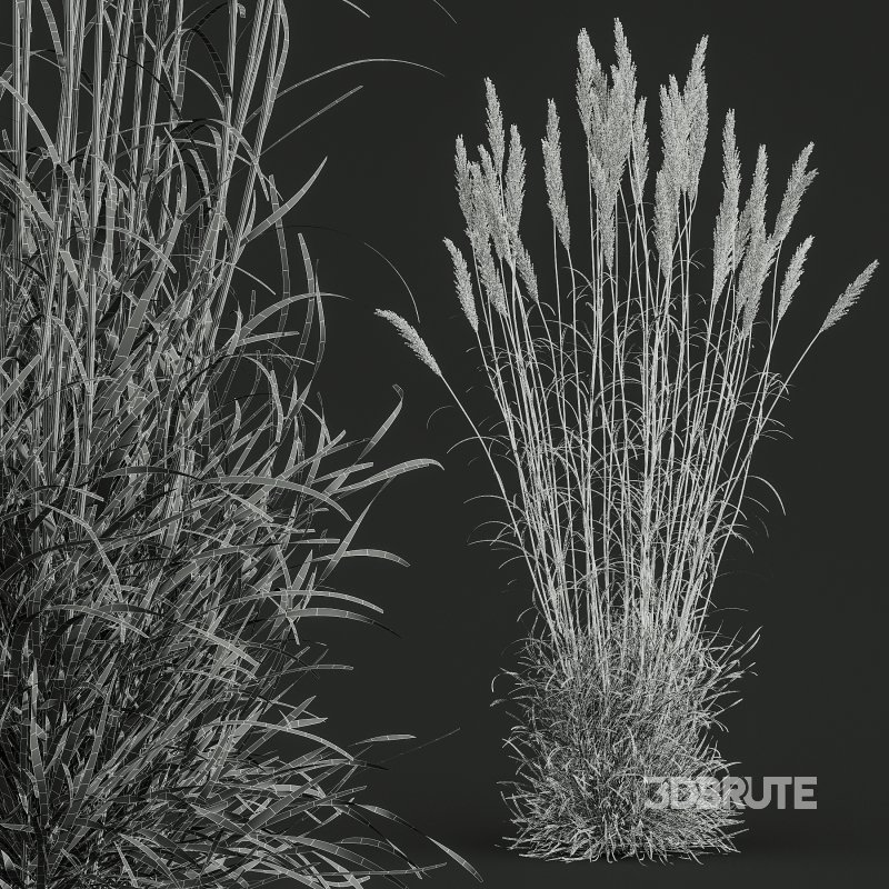 AV Celtica Gigantea Stipa Golden Oats and Calamagrostis Acutiflora Karl Foerster grasses Image 12