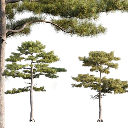 Pinus tabuliformis 02