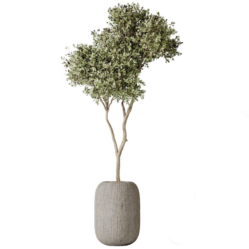 AV Indoor plants set 183 Olive Tree and Yucca Elephantipes Gigantea and Areca Palm and Giant Monstera Deliciosa Image 1