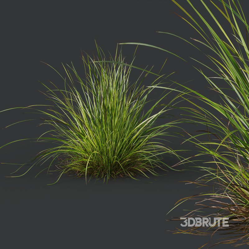 AV 6 different Grasses Pennisetum Alopecuroides Lampenputzergras Fountain Hameln and Carex Elata Aurea Image 2