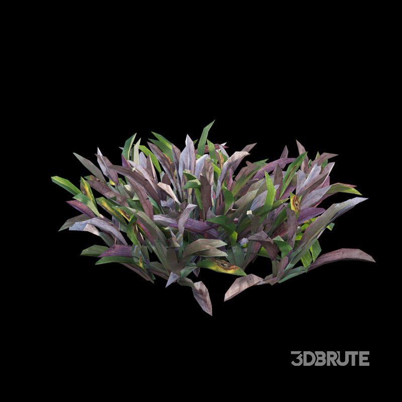 Axonopus compressus_old Image 5