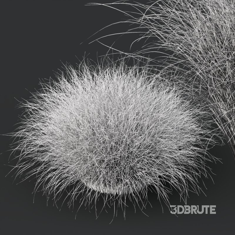 AV Carex Testacea Orange Sedge Grass Prairie Fire Image 13