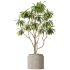 AV Indoor plants set 191 Mandarin Citrus Fruit Orange and Mission Arbequina Olive and Ficus Elastica Robusta and Ficus Cyathistipula African Fig - Thumbnail 1