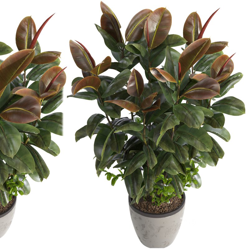 Indoor plant 05 Image 4