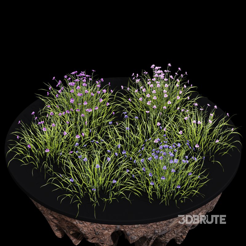 AV Spring flowering grasses Fringe lily and Libertia Grandiflora Image 9