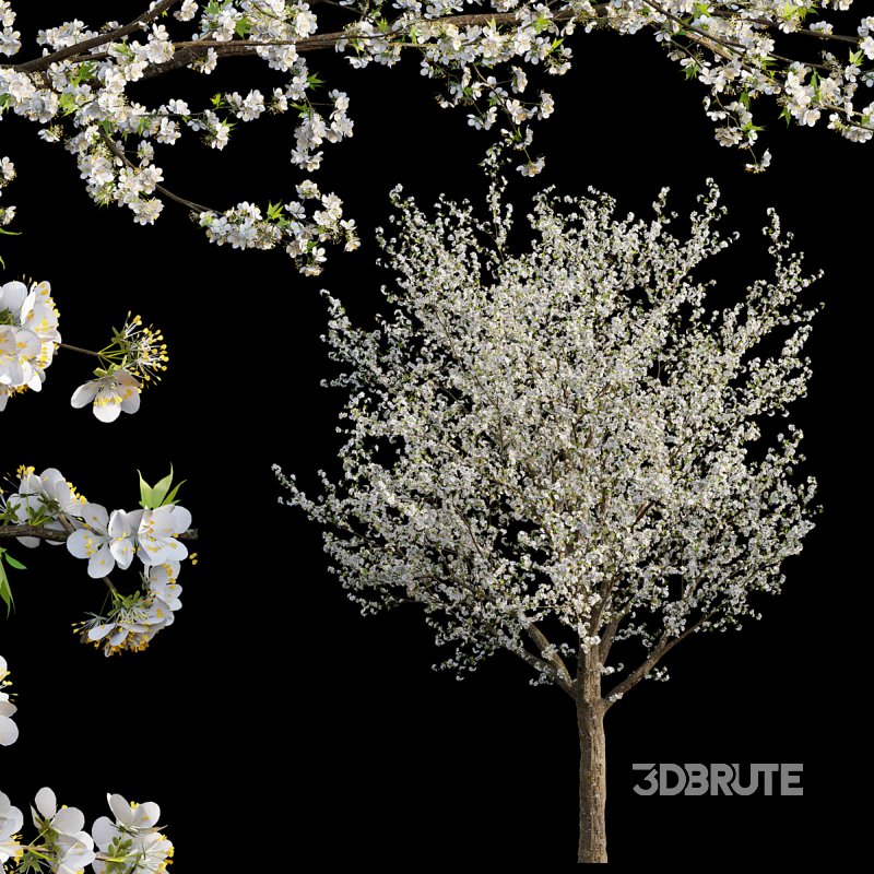 Prunus salicina – Chinese Plum – Japanese Plum 01 Image 1