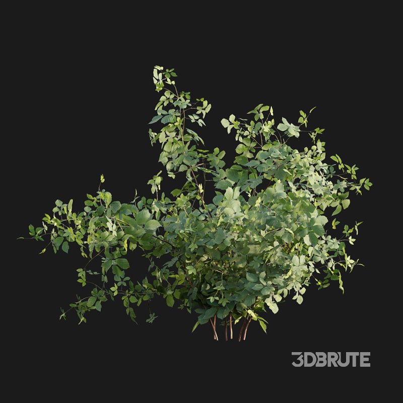 Rubus fruticosus – Blackberry 02 Image 4