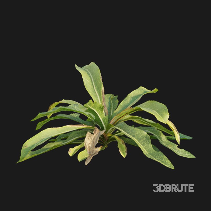 Rumex crispus – curled dock Image 3