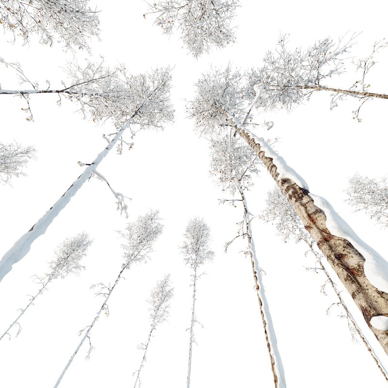 AV Plants Betula Pendula Winter Snow Image 1