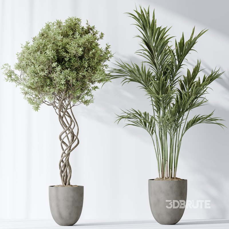 AV Indoor plants set 182 Areca Majesty Palm and Ficus Elastica Robusta and Olive Elegant Mission and Green Sansevieria Image 7