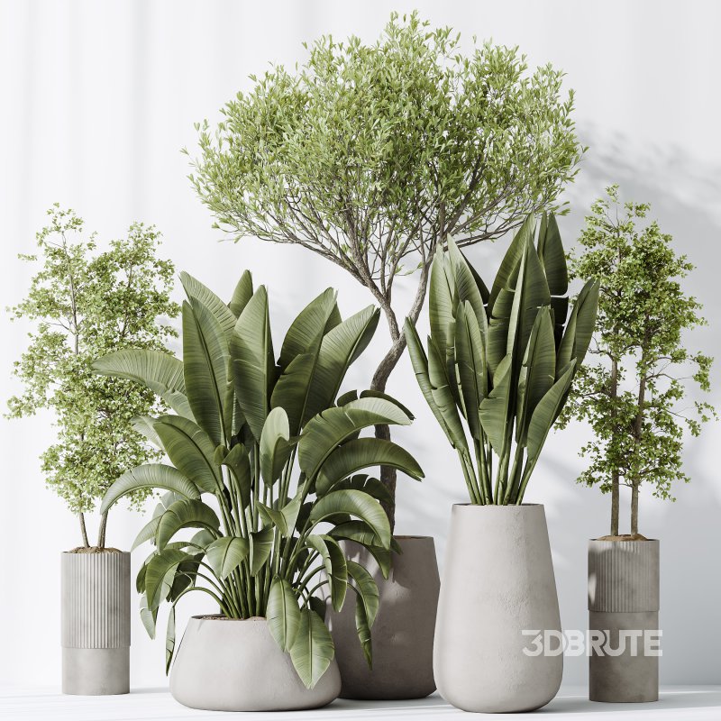 AV Indoor plants set 177 Ravenala Banana Strelitzia and Mission Arbequina Wilsonii Chemlali Olive Image 4