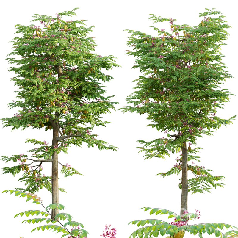 Averrhoa carambola – Starfruit tree 04 Image 1