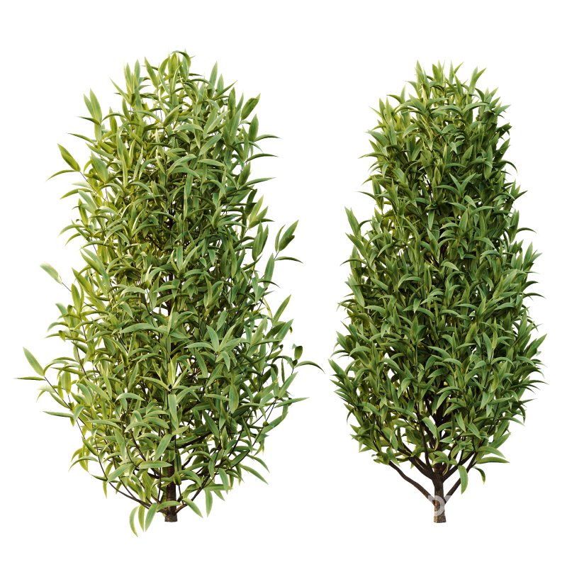 Sweet Viburnum Plant01 Image 1