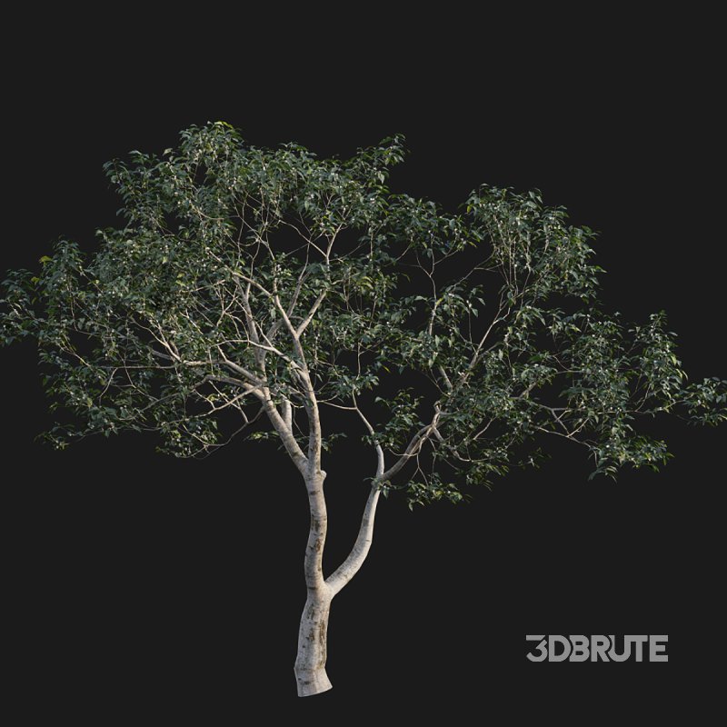 Osmanthus fragrans 03 Image 3