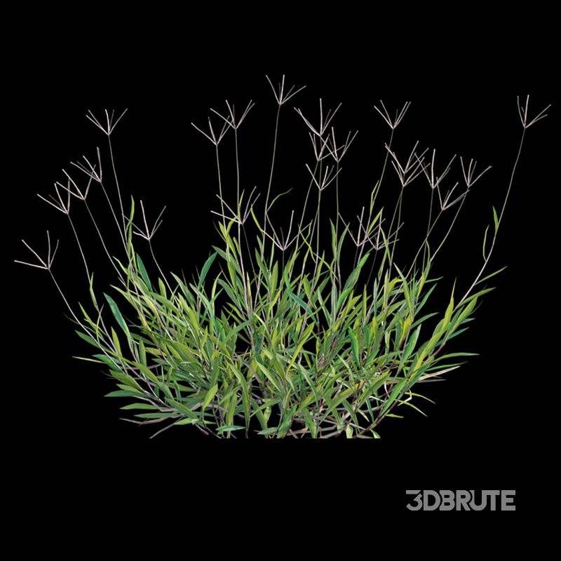 Cynodon dactylon – set 02 Image 3