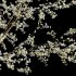 Prunus salicina – Chinese Plum – Japanese Plum 05 - Thumbnail 2