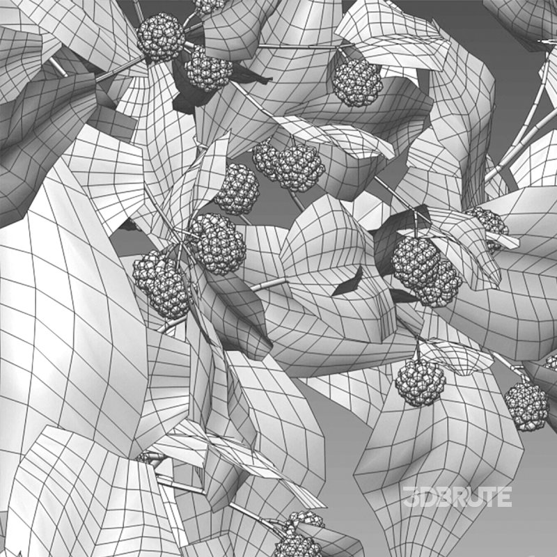 Rubus fruticosus – Blackberry Image 6