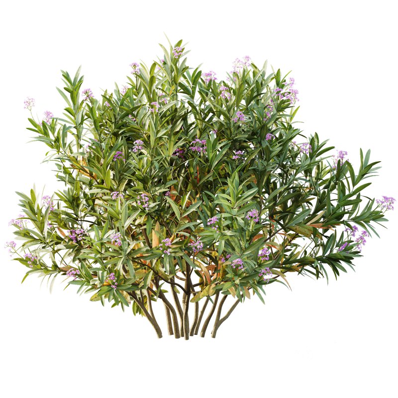 AV adjective bush Nerium Oleander Laurier Kaner Rose Pink and Montra Olive Bush Image 3