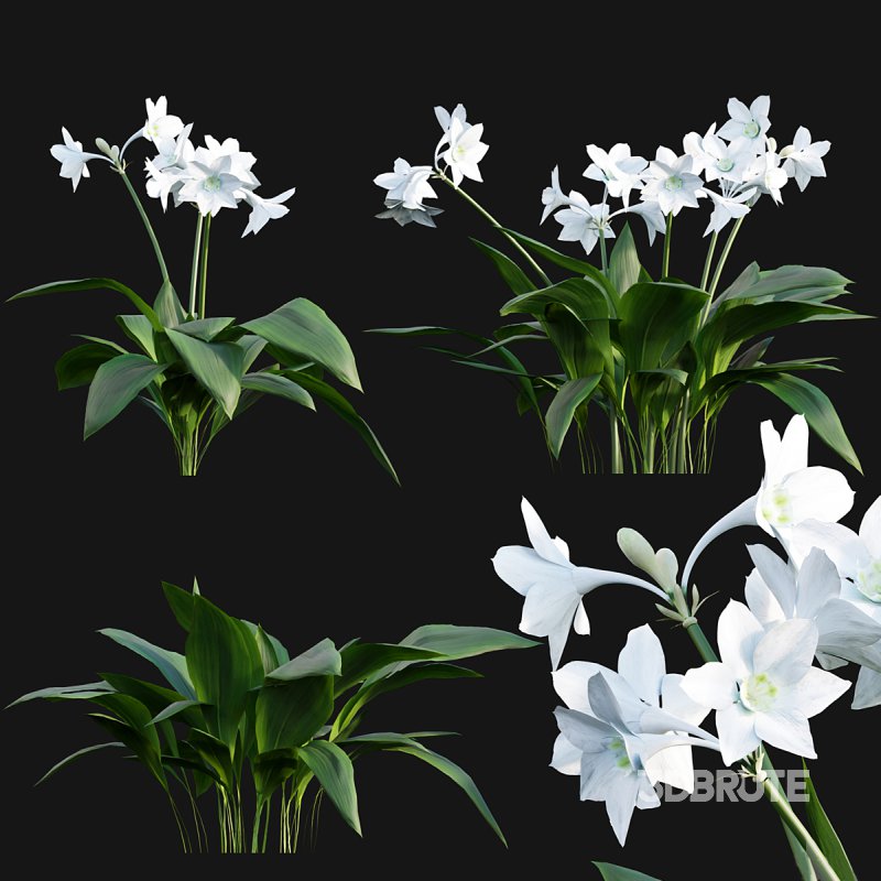 Eucharis grandiflora – Amazon Lily Image 2