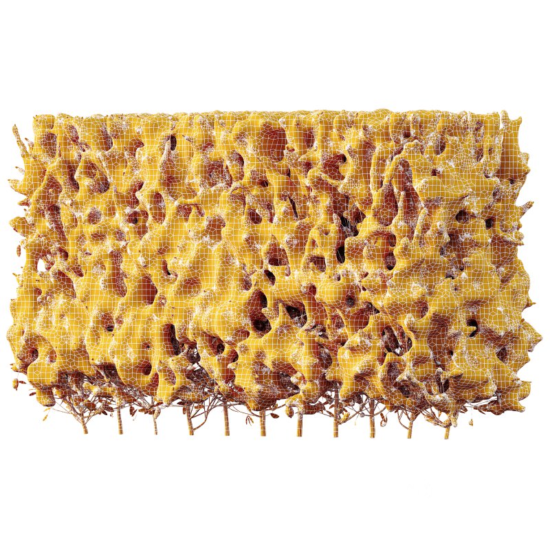 AV Plants Red Ixora Jasmine Gardens Chinese Dwarf Coccinea Winter Snow Image 3