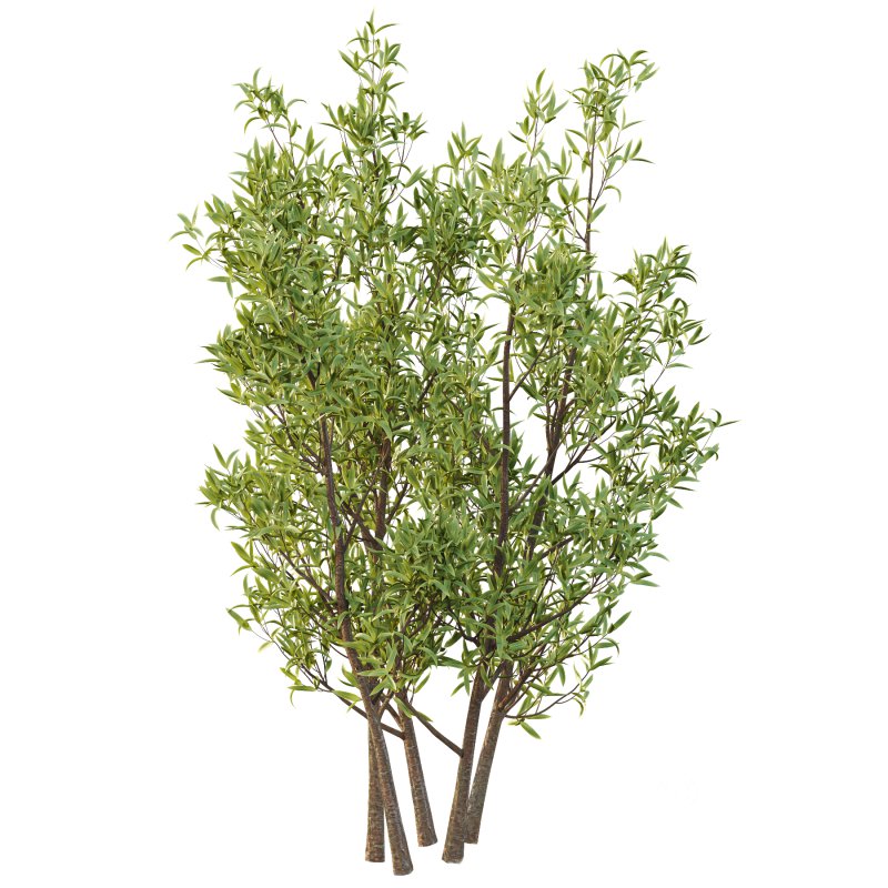 Sweet Viburnum Plant02 Image 5