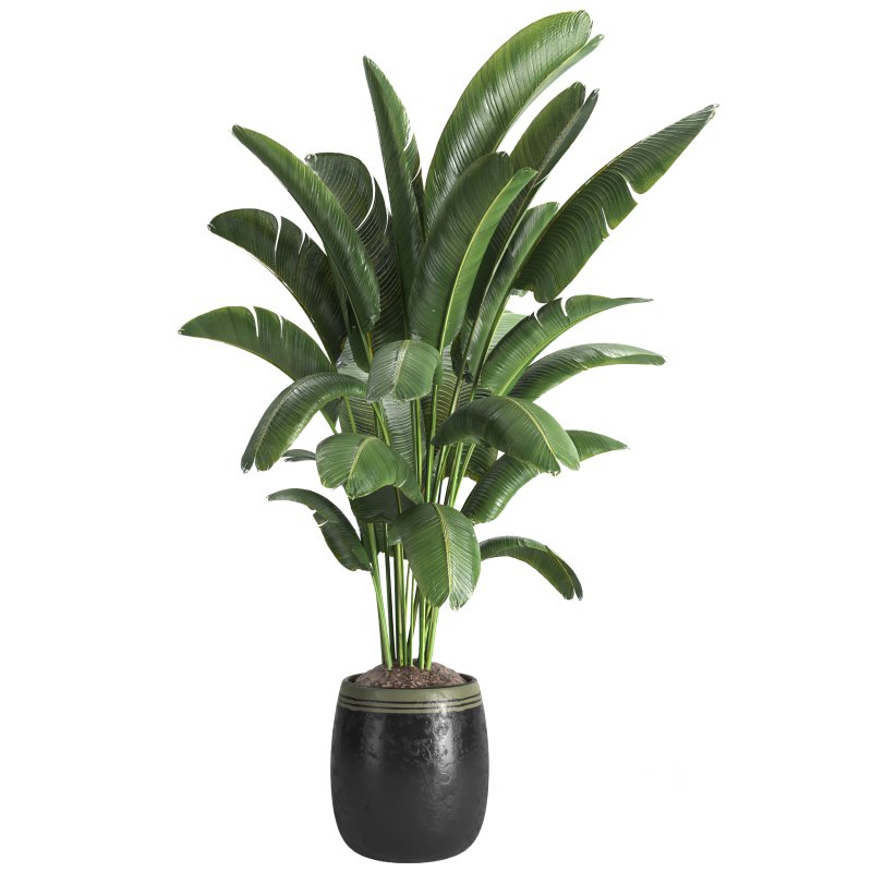 Indoor plant 03 Image 3