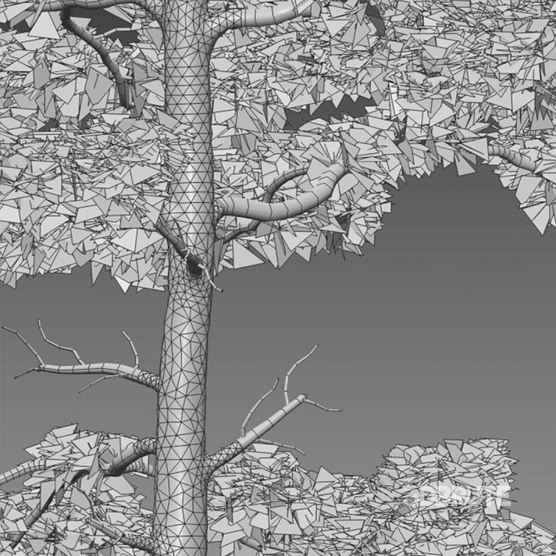 Pinus tabuliformis 03 Image 5