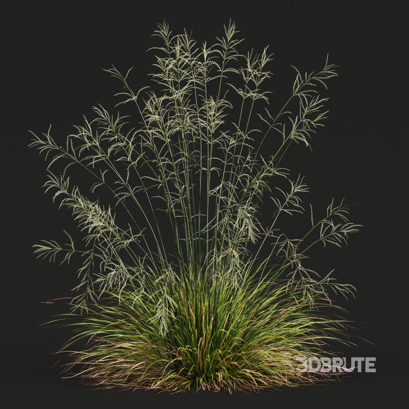 AV 20 different grass Stipa arundinacea Anemanthele lessoniana and Stipa arundinacea Sweet Grass Image 8