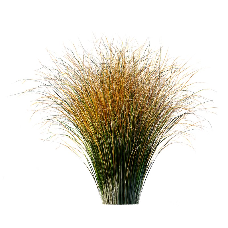 AV Carex Testacea Orange Sedge Grass Prairie Fire Image 1