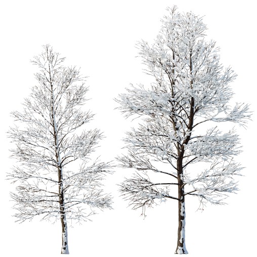 AV Plants Oak Tree Winter Snow Tree