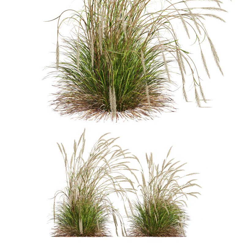AV Calamagrostis Acutiflora Karl Foerster and Carex Elata Aurea Grasses Image 3