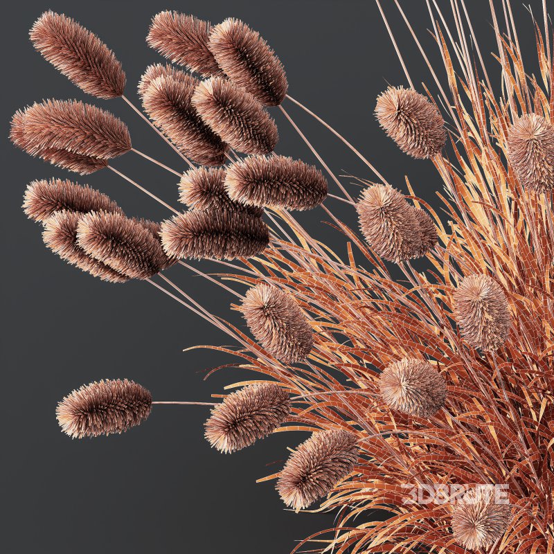 AV 6 different grasses Pennisetum Alopecuroides Lampenputzergras Fountain Hameln and Carex Elata Aurea Grass Version2 Image 11