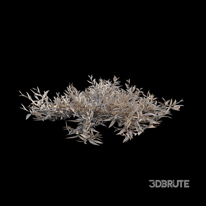 Chrysopogon aciculatus – dry 01 Image 3