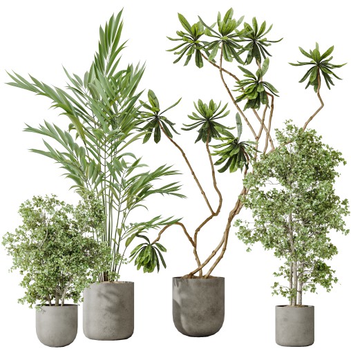 AV Indoor plants set 188 Mission Kalamata Leccino Arbequina Olive and Ficus Cyathistipula and Mountain Kentia Palm