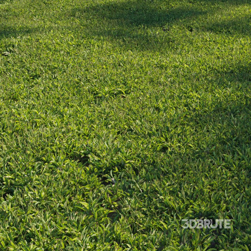 Axonopus Compressus Set 01 Image 1