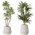 AV Indoor plants set 184 Olive Artificial Olea Tree and Zamiifolia Araceae and Lemon Lime Cane Dragon and Euphorbia Drupifera - Thumbnail 2