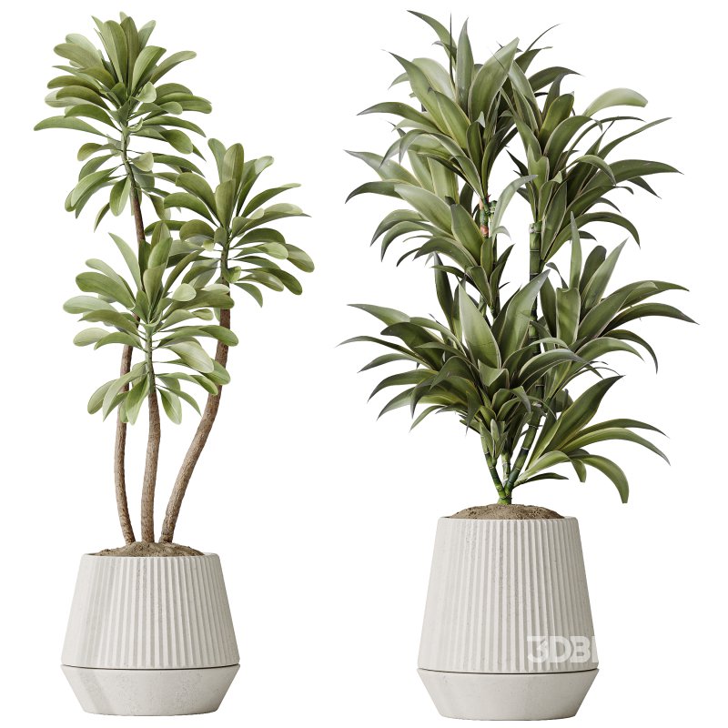AV Indoor plants set 184 Olive Artificial Olea Tree and Zamiifolia Araceae and Lemon Lime Cane Dragon and Euphorbia Drupifera Image 2