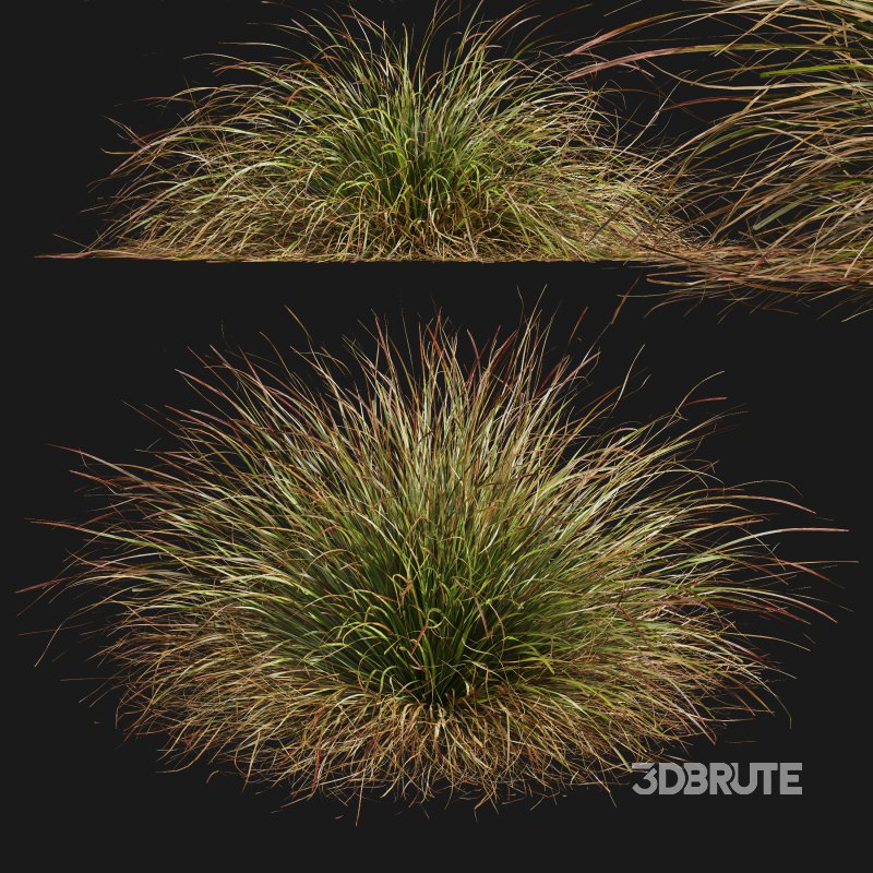 AV Calamagrostis Karl Foerster and Stipa Anemanthele lessoniana Grasses Image 8