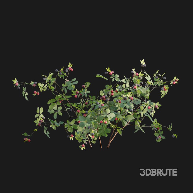 Rubus fruticosus – Blackberry Image 3