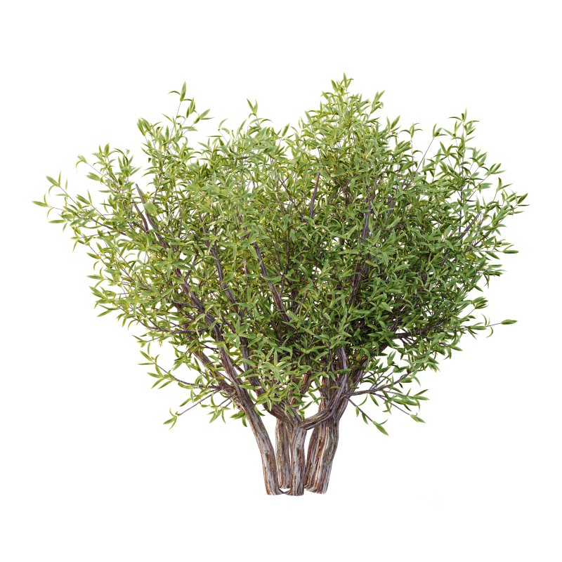 Sweet Viburnum Plant04 Image 2