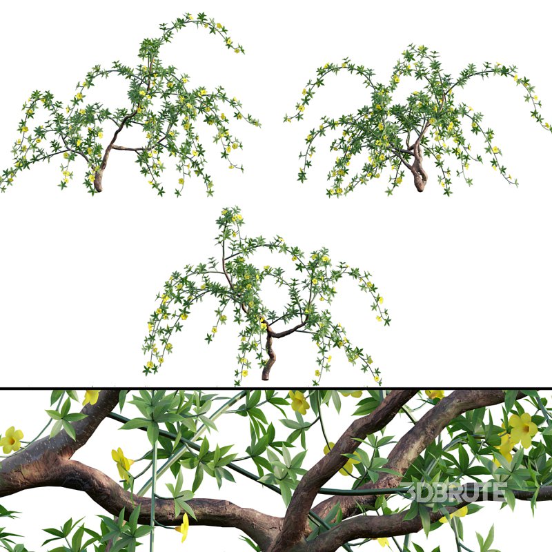 Allamanda cathartica – Golden Trumpet 02 Image 1