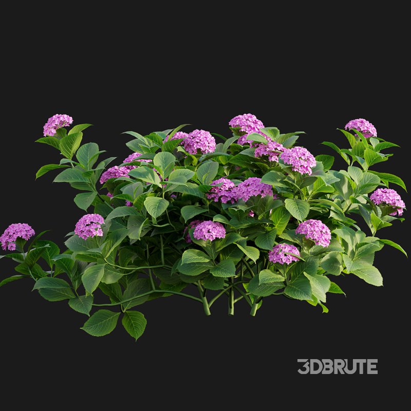 Hydrangea 02 Image 5