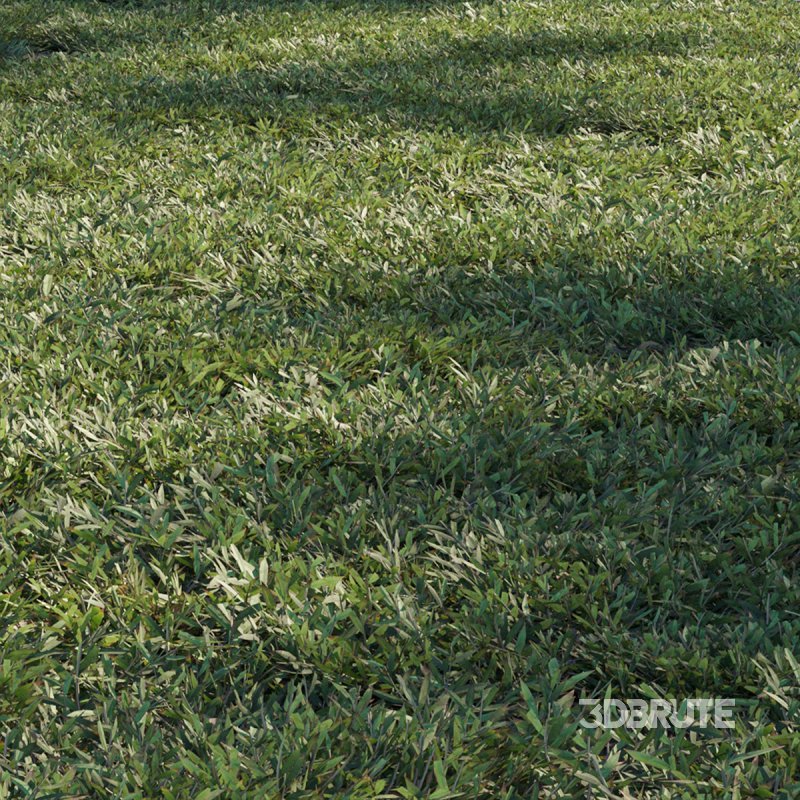 Chrysopogon aciculatus – cut Image 2