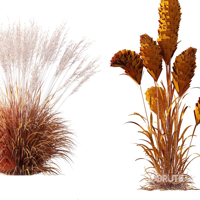 AV 11 different Grasses Image 12