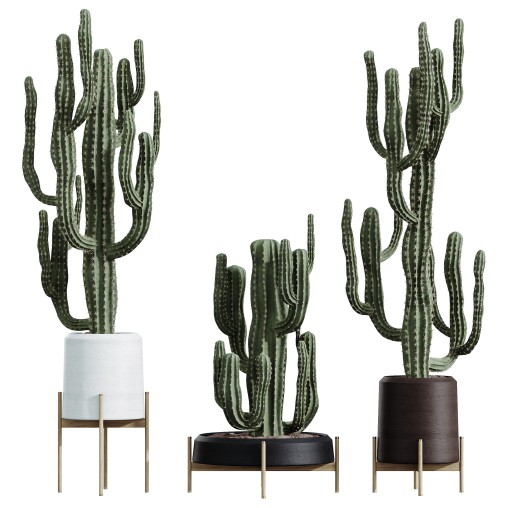 AV HousePlants Cactus Euphorbia Ingens Candelebra Saguaro Peruvian