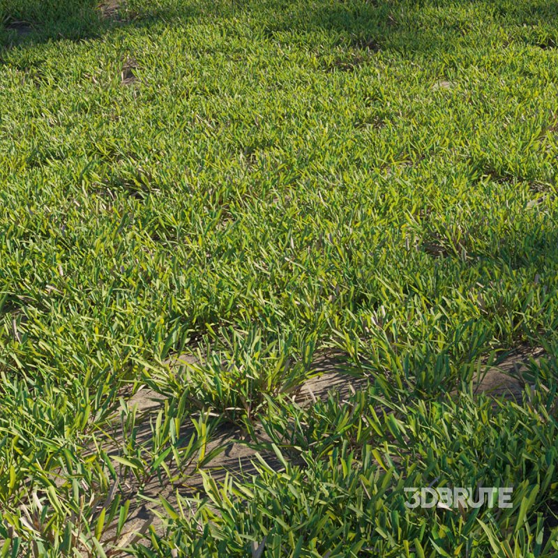 Cynodon dactylon – cut 02 Image 1