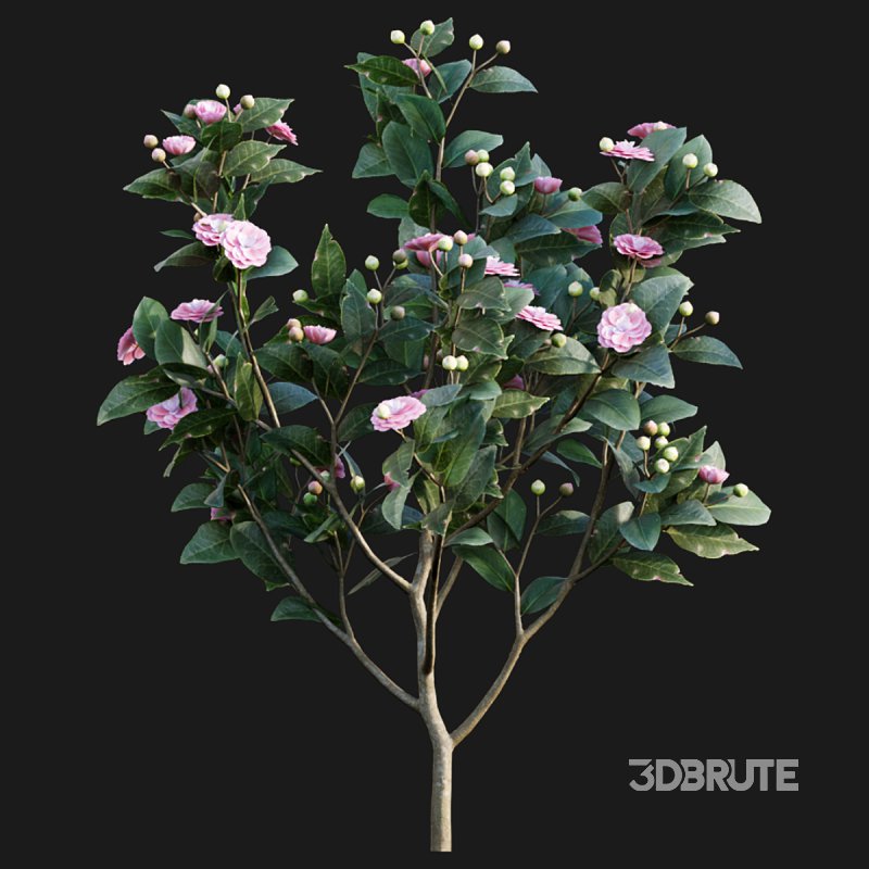 Camellia japonica – Japanese camellia 01 Image 4